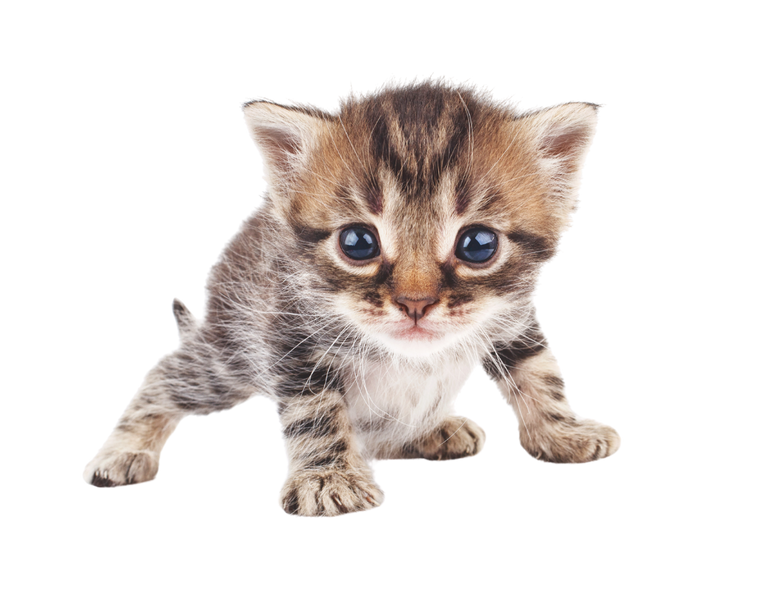 redes para gatos en valencia