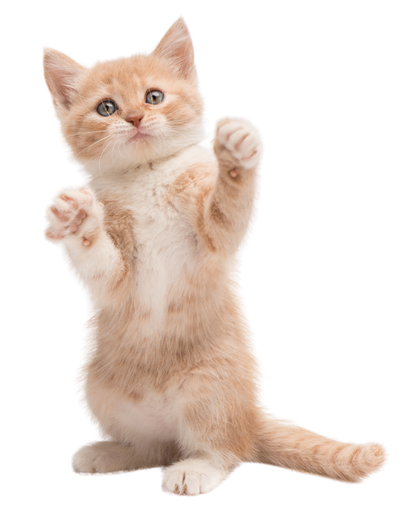 protección para gatos en valencia