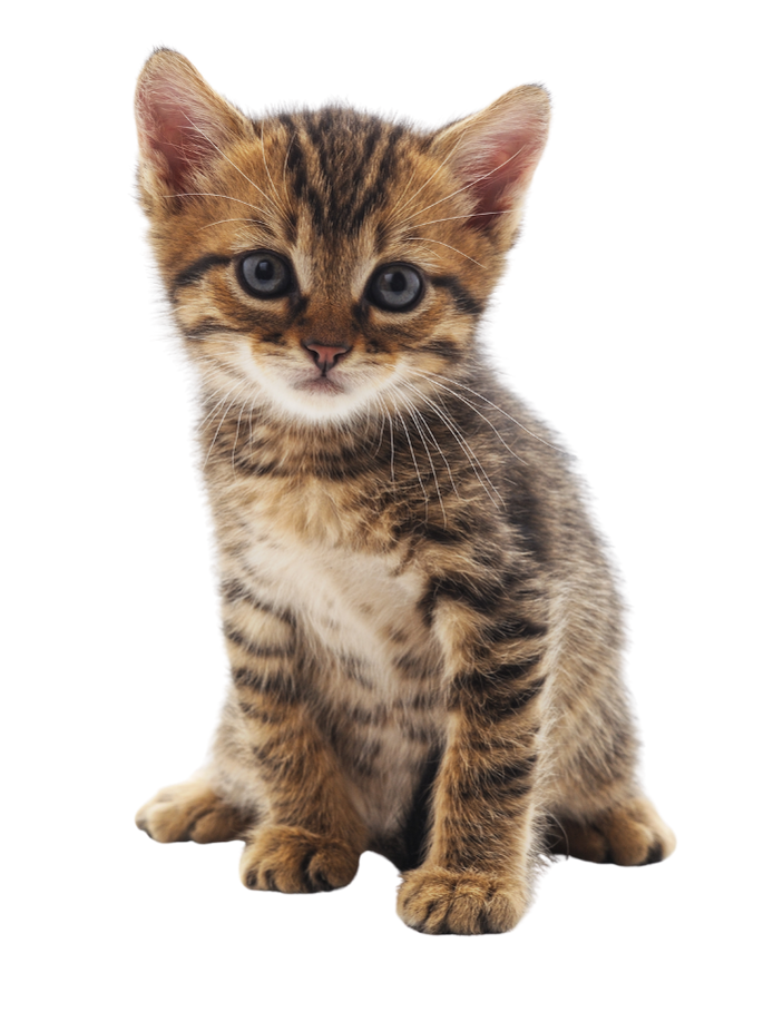 instalar redes para gatos valencia