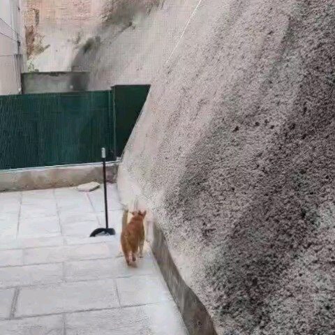 Instagram post from redesparagatos. This post is in position 0.
